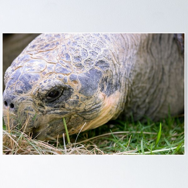 Item preview, Close up of giant Galapagos turtle designed and sold by Photopat.
