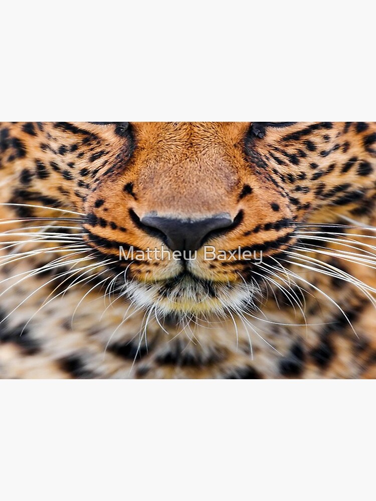 Leopard by maxxdesigns