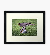 Sparrow Hawk on kill Framed Print