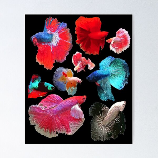 Betta Fish Rainbow Posters for Sale