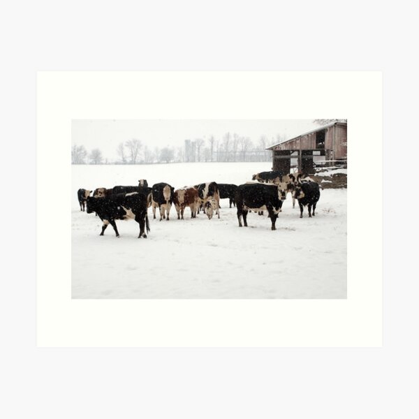 Item preview, Cattle on a Snowy Day designed and sold by Delmas Lehman.
