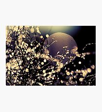 Moonrise in Fairyland Photographic Print