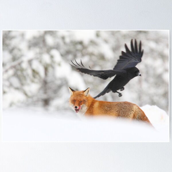 Red Fox, Vulpes vulpes Poster