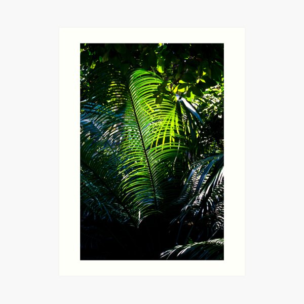 Queens Park Palm Art Print