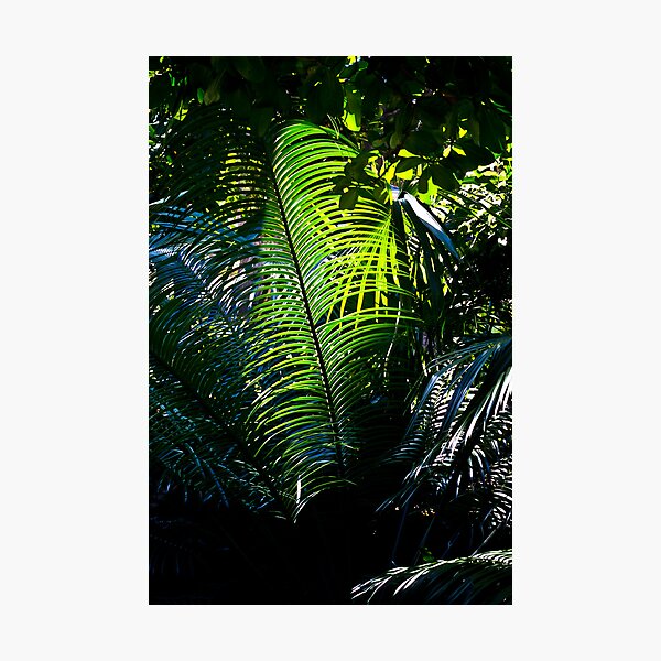 Queens Park Palm Photographic Print