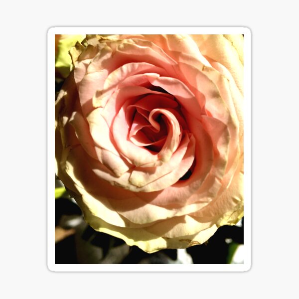 Item preview, English Rose designed and sold by aestheticofcalm.