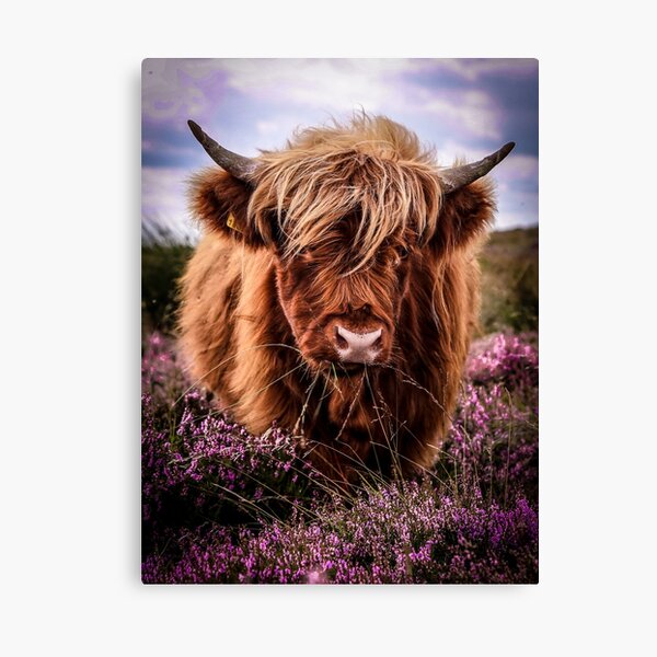 Item preview, Highland Cow in the Heather designed and sold by Roz Goodman.