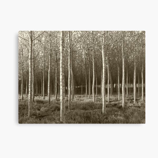 Duskie Wood - Vintage Canvas Print