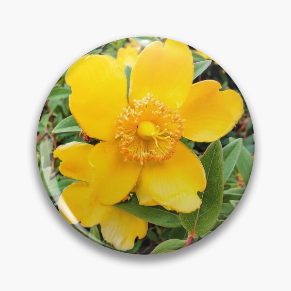 Item preview, Beautiful Yellow Hypericum St John Wart Flower designed and sold by art-deco-lady.
