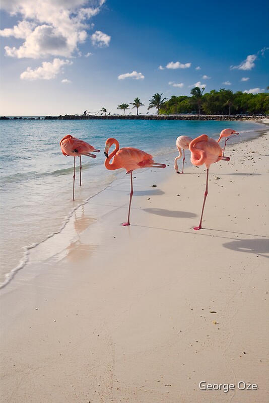 flamingo beach