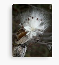 Milkweed Star Canvas Print
