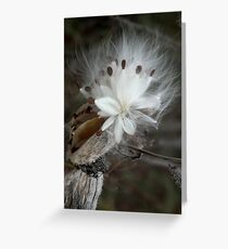 Milkweed Star Greeting Card