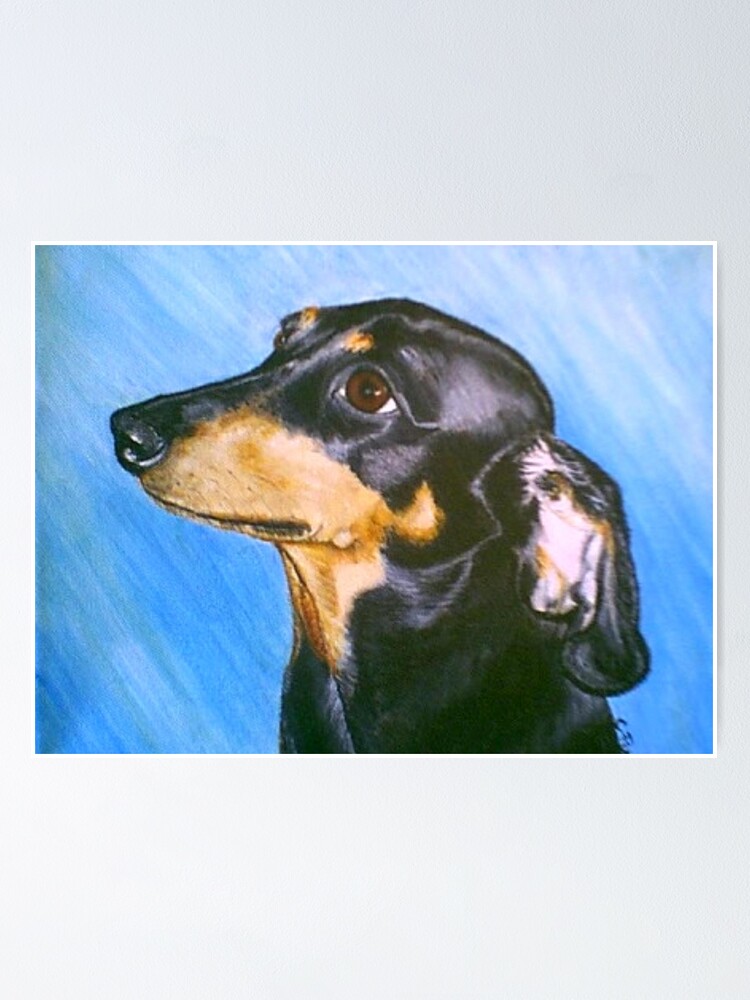 tri colored weiner dog