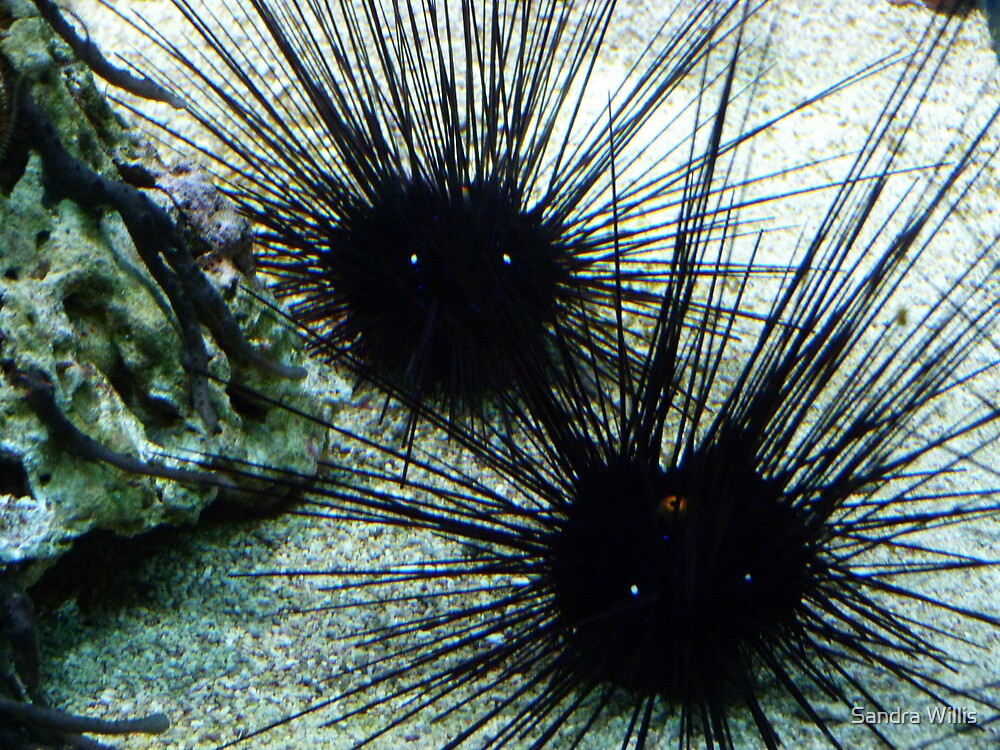 "Long spined Sea Urchins" by Sandra Willis | Redbubble