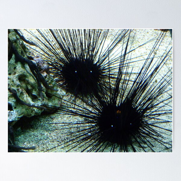 Long spined Sea Urchins Poster