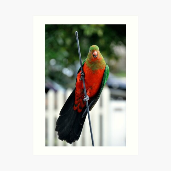 King Parrot Art Print