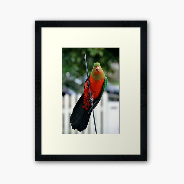 King Parrot Framed Art Print