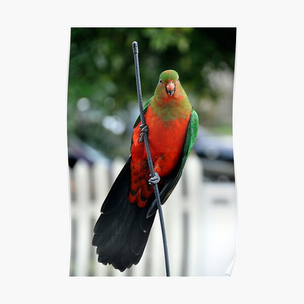 King Parrot Poster