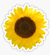 Sunflower Sticker