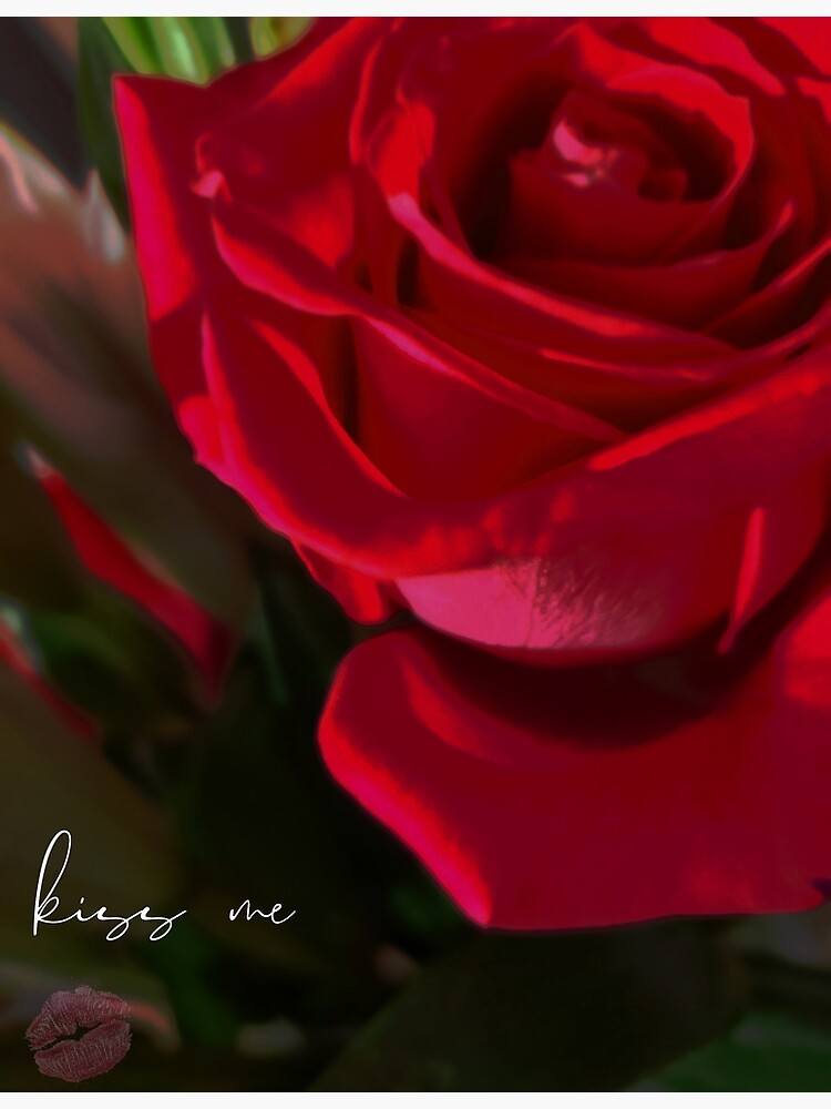 "Kiss Me Rose poster" Poster by MadameSatine Redbubble