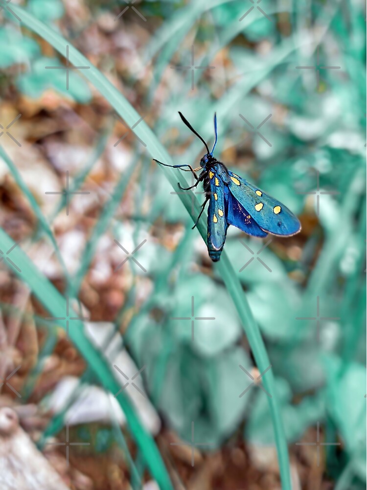 "Electric blue butterfly" Poster for Sale by LucasPhoto Redbubble