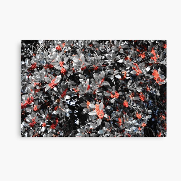Selective Colour "Holly" Bush Canvas Print