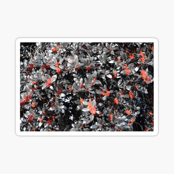 Selective Colour "Holly" Bush Sticker