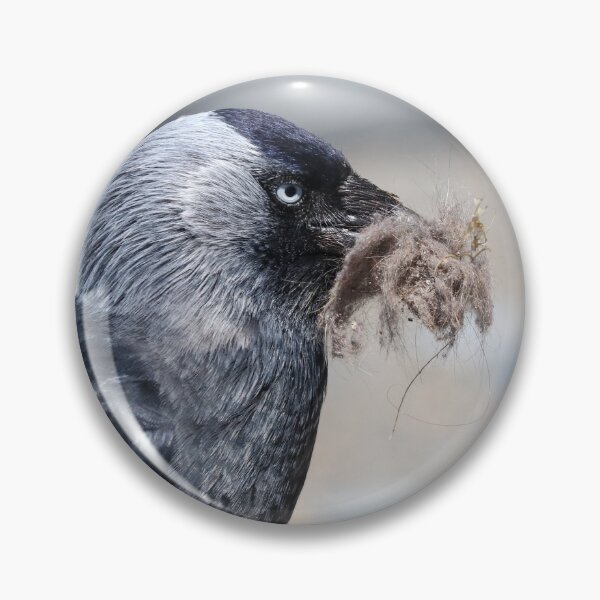 Item preview, Nesting jackdaw  designed and sold by GreyFeatherPhot.
