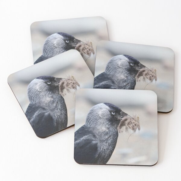 Item preview, Nesting jackdaw  designed and sold by GreyFeatherPhot.