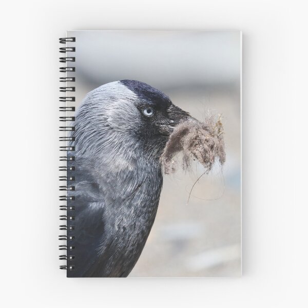 Item preview, Nesting jackdaw  designed and sold by GreyFeatherPhot.