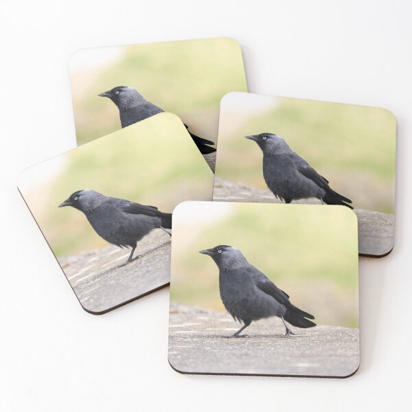Item preview, Urban jackdaw designed and sold by GreyFeatherPhot.