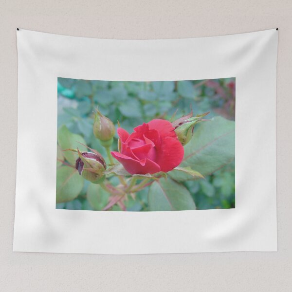 Item preview, Red Rose Ready to Bloom designed and sold by LittleDeerPhoto.