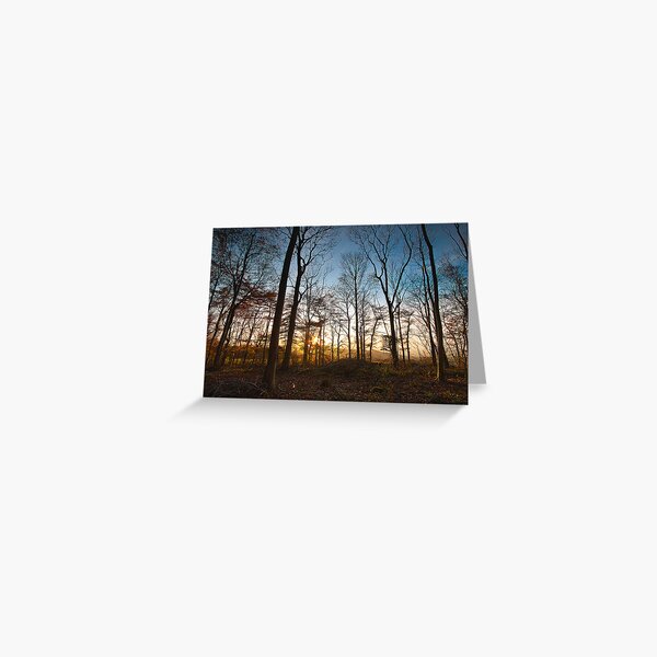 Late Autumn Woodland Greeting Card