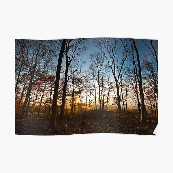 Late Autumn Woodland Poster