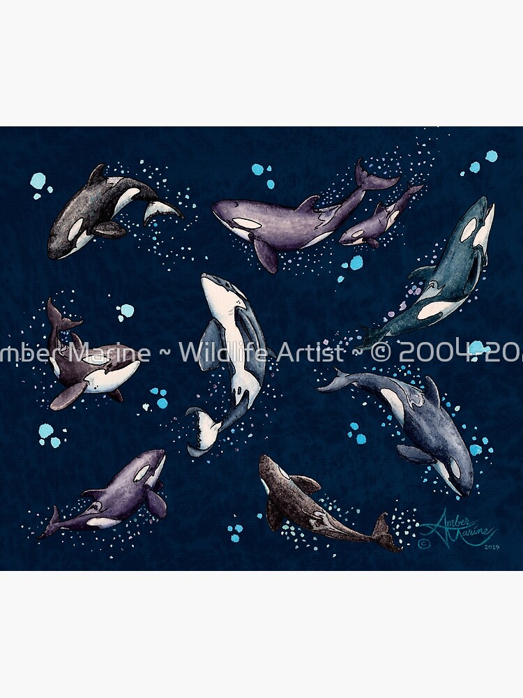 "Orca Pod in Watercolor" by Amber Marine, (Navy Blue Version) Killer Whale Art, © 2019 by AmberMarine