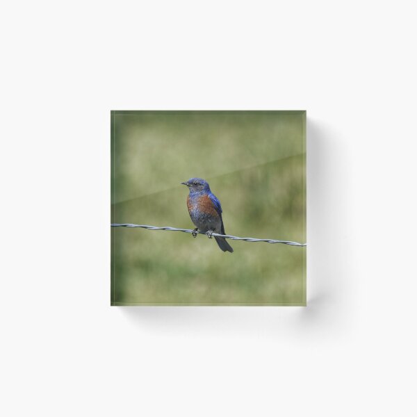 Item preview, Bluebird on a Wire designed and sold by Dana Hardy.