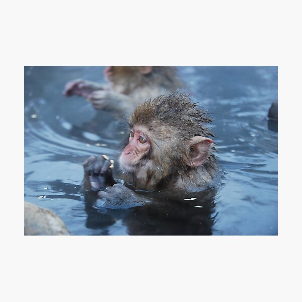 Baby snow monkeys in the hot springs Photographic Print
