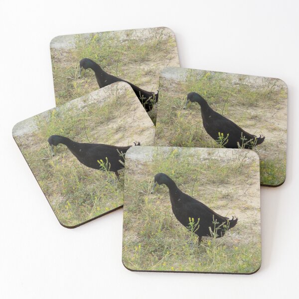 Item preview, Black Domestic Duck Cross designed and sold by Inuyasha907.