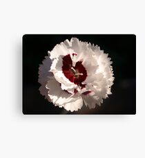 Dianthus of White & Burgundy Leinwanddruck