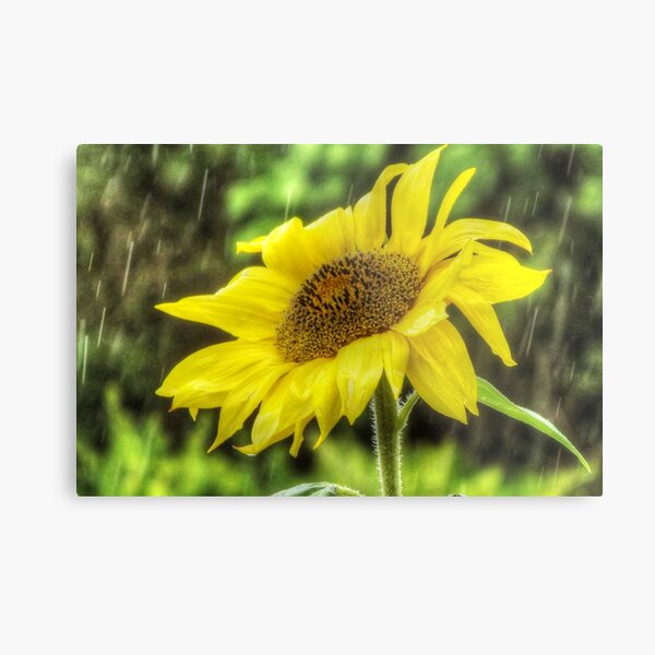 Sunflower In The Rain Metal Print