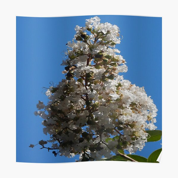 White Crepe Myrtle In Lock Down Poster