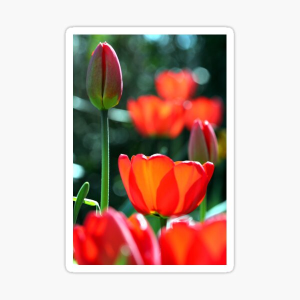Tulips Sticker