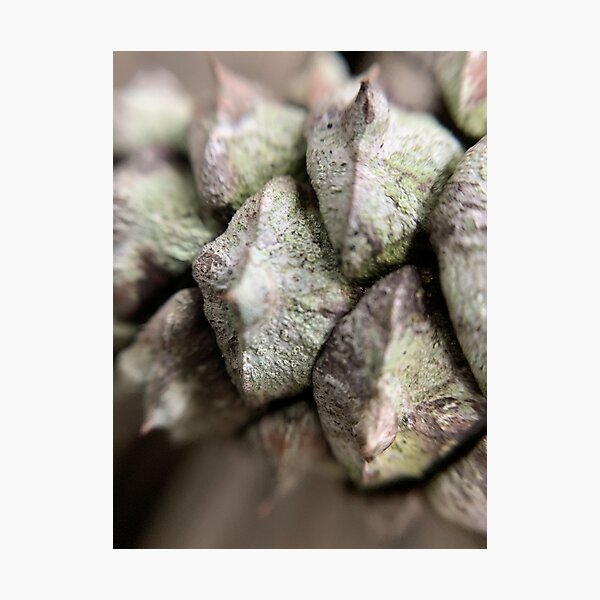 Item preview, Closeup of Pine Cone designed and sold by LittleDeerPhoto.