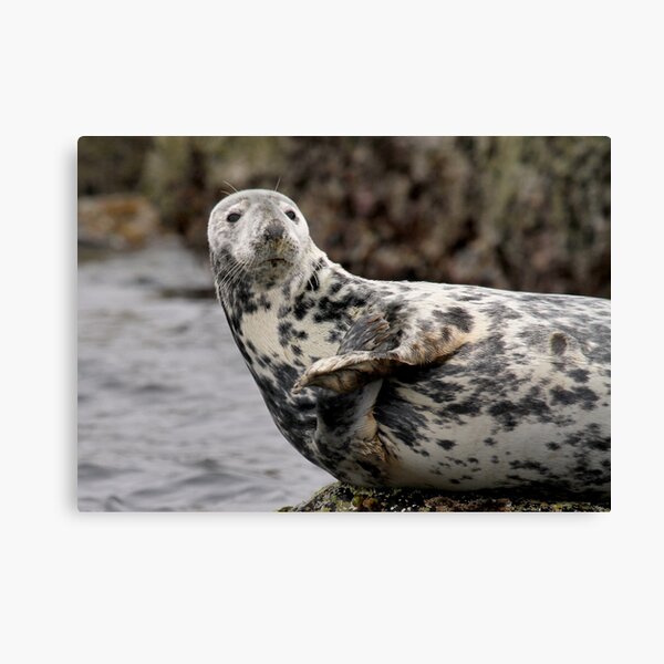 Item preview, Grey Seal designed and sold by Gary Richardson.
