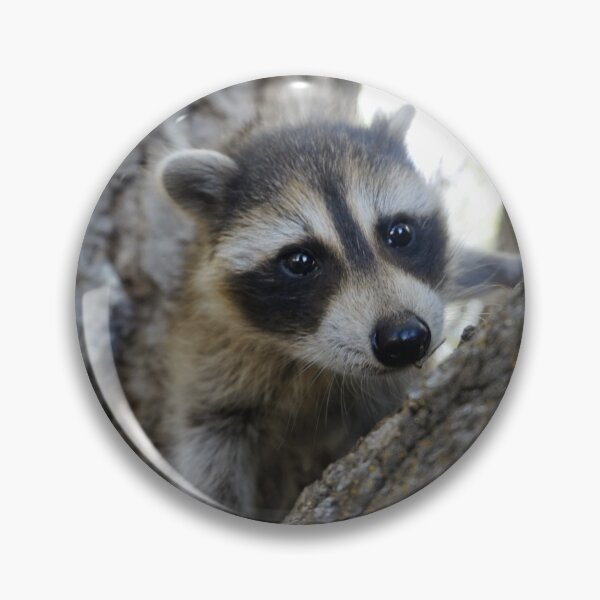 Item preview, Baby Animasl Masked Bandit Raccoon designed and sold by RiffXS.