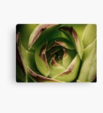 Little shop of Horrors Canvas Print