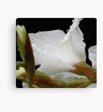 Just a Hint of Blush Canvas Print