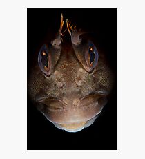 Tassie Blenny Photographic Print