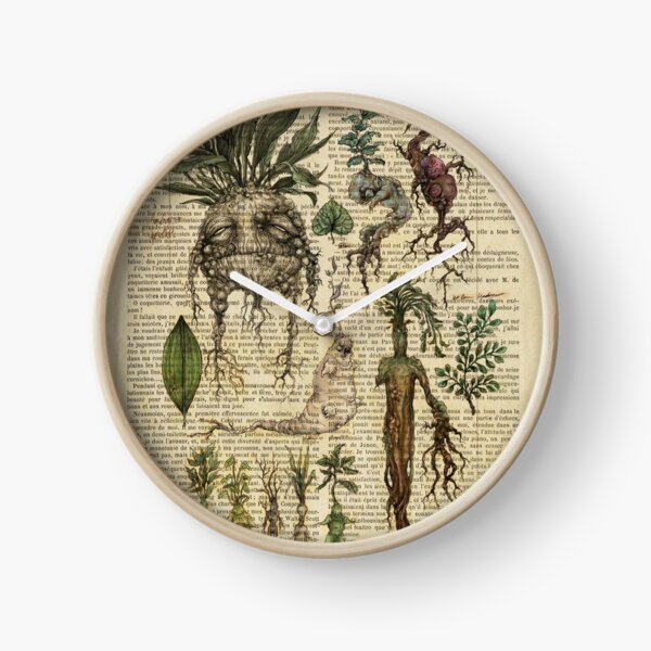 Botanical print, on old book page - Mandragora Clock
