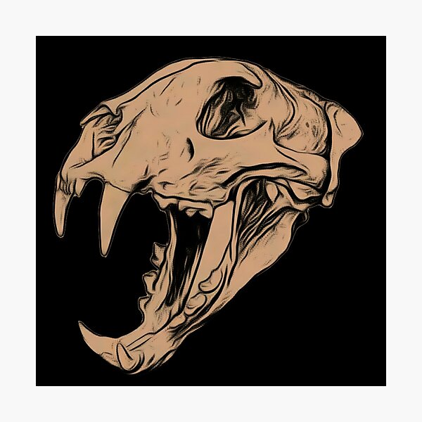 Item preview, Clouded Leopard Skull designed and sold by Noah357.